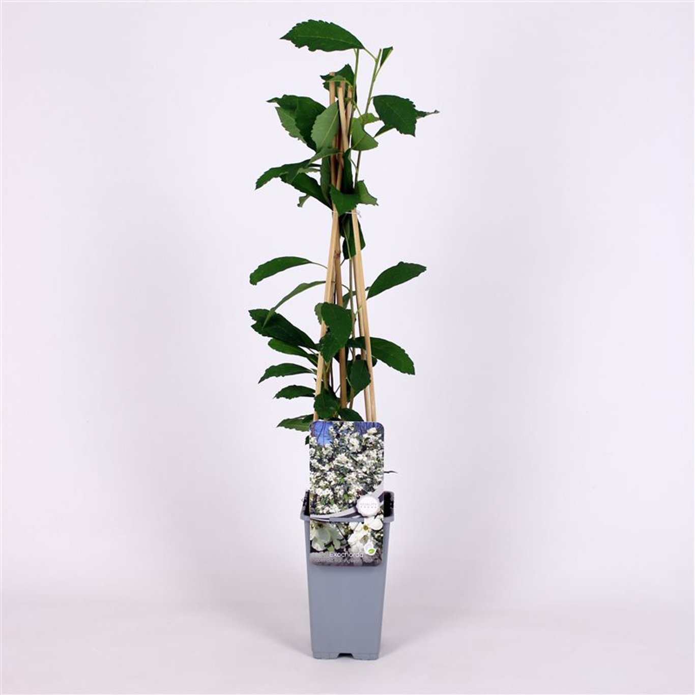 Exochorda racemosa 'Blushing Pearl'® - C2 70/+ CM